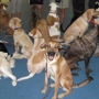 Full Circle Dog Training