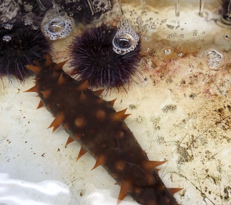 Hatfield Marine Science Center - Newport, OR