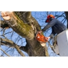 Armando's Tree Service gallery