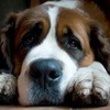 Allen Veterinary Hospital gallery