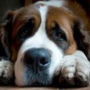 Allen Veterinary Hospital - Veterinarian Emergency Services