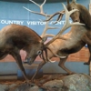 Elk Country Visitor Center gallery