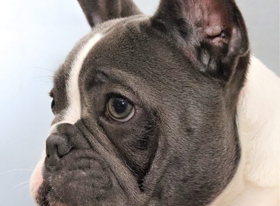 Tralinka French Bulldogs - Muchea, WA