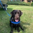Dog Training Elite Central Maryland