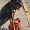 Chicago Canine Academy gallery