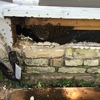 Wicked Bee Removal Service gallery