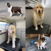 Going To The Dogs Shelley's Mobile Grooming Service gallery
