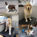 Going To The Dogs Shelley's Mobile Grooming Service - Pet Services