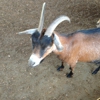 Wagon Trails Animal Park gallery