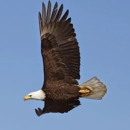 Eagle Transmission and Auto Repair