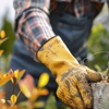 Family Tree Service gallery