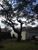 The Tree Guy - Tree Service