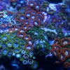 Urban Reef Keeper gallery