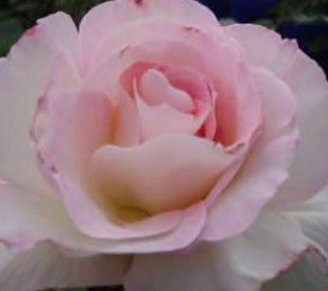 Mittagong Garden Centre - Yerrinbool, NSW