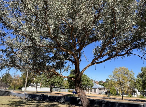 JG Arbor - Cowra, NSW. Before