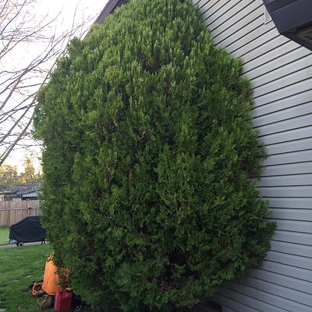 Haman Tree Service - Sacramento, CA