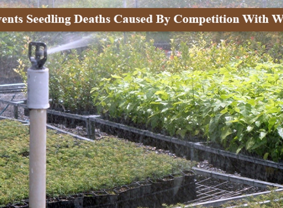 Gropod Tree Guard - South Gundurimba, NSW. Prevents Seedling Deaths Caused By Competition With Weeds