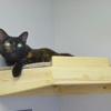 Mahomet Animal Hospital gallery