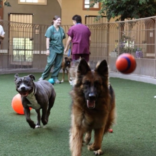 Animal Medical & Surgical Center - Scottsdale, AZ. Playtime at Animal Medical & Surgical Center