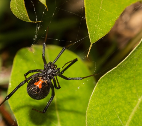 CalPro Pest Control - Loomis, CA