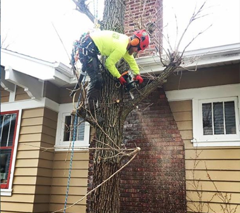 Lundin Tree - Deerfield, WI