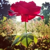Whetstone Park / Park of Roses gallery