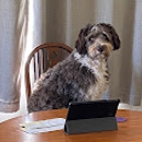 Central Coast Double Doodles - Pet Breeders