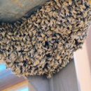 Busy Bee Pest Solutions - Pest Control Equipment & Supplies