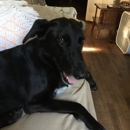 Canine Country Clips