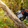 Okula Tree & Shrub Care gallery