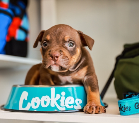 Cookies Mendocino Dispensary - Ukiah, CA