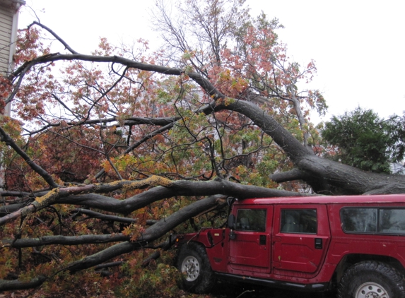 Tree Removal Service by: Northern Star PW - Blandon, PA