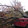 Tree Removal Service by: Northern Star PW