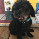 Gentle Touch Pet Styles - Pet Grooming