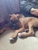 Happy Tails Pet Sitting & More - Pet Services