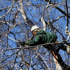 Evergreen Tree Service