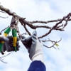 Laricks Complete Tree Services gallery