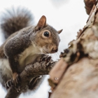 Critter Control of NW Washington