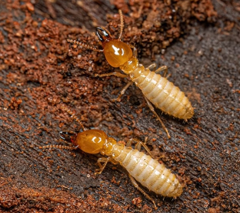 BP Homecare Pest Control - North Perth, WA. Termites