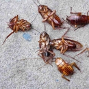 Ameritech Pest Control Services - Termite Control