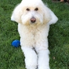 Sierra Vista Labradoodles & Goldendoodles gallery