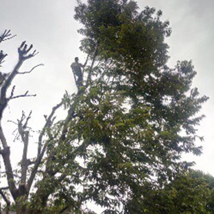 Jimmy's Tree Service - Greenwood, IN