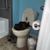 Roto-Rooter Plumbing & Water Cleanup gallery