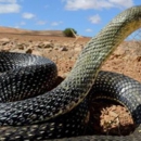 Dallas Wildlife Control - Animal Removal Services