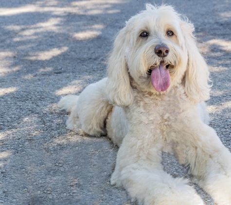 Inghram's Sit N Stay Dog Academy - Tampa, FL