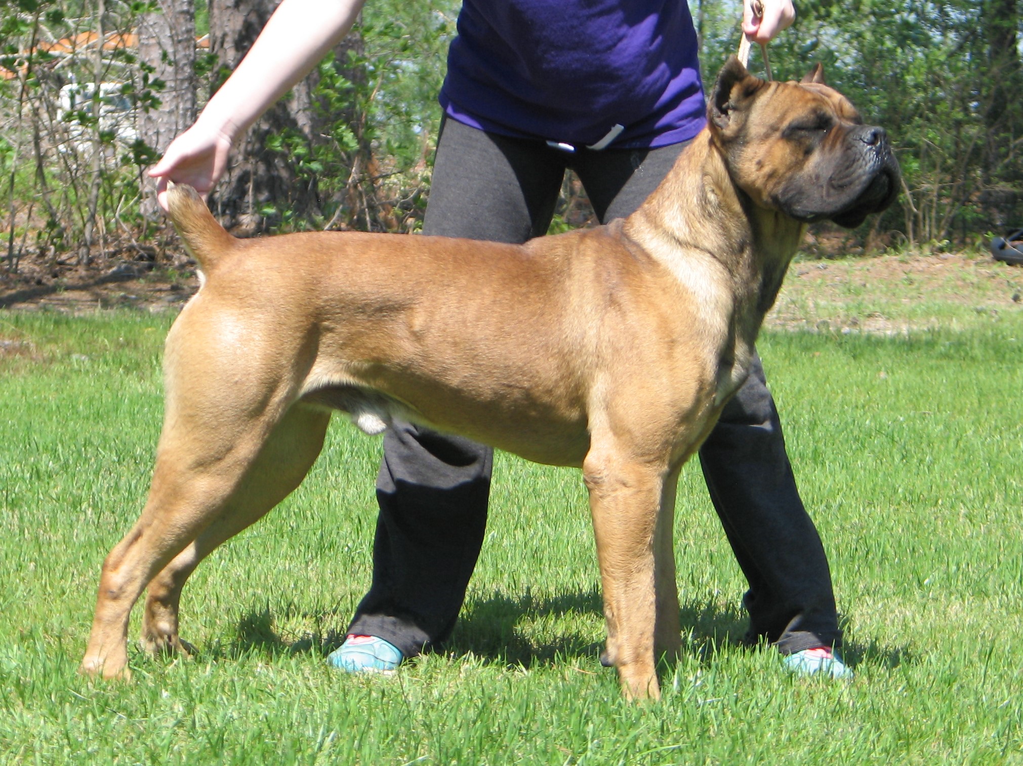 Cane Corso Puppies Petland Orlando East