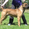 Cypress Arrow Cane Corso Kennel gallery