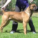Cypress Arrow Cane Corso Kennel - Guard Dogs