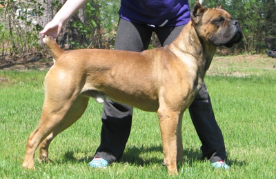 Cypress Arrow Cane Corso Kennel 152 Highway 8 Lena La