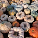 Twin Cities Harvest Festival & Maze